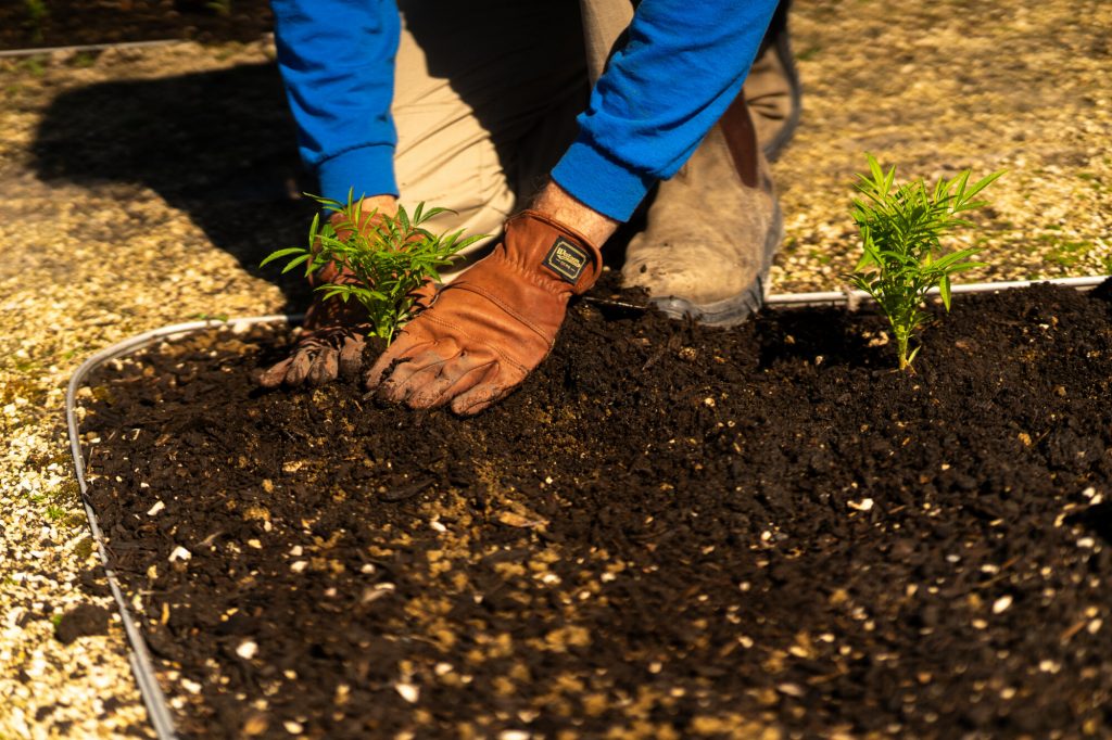 A person planting a seedling in the soil